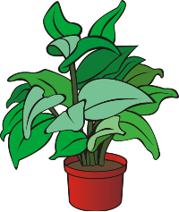 image of a plant